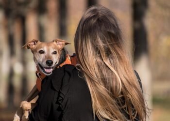 Unleash Your Dog’s Potential: Free Dog Training Near Me!