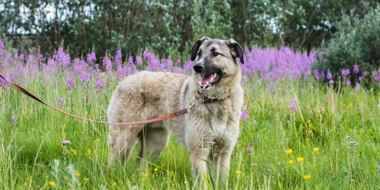 Pamper Your Pooch: Stylish and Adorable Dog Collars to Spoil Your Furry Friend