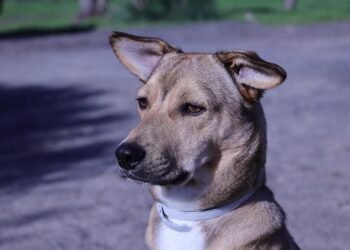 The Ultimate Guide to Metal Dog Collars: Stylish, Durable, and Safe Options for Your Pup