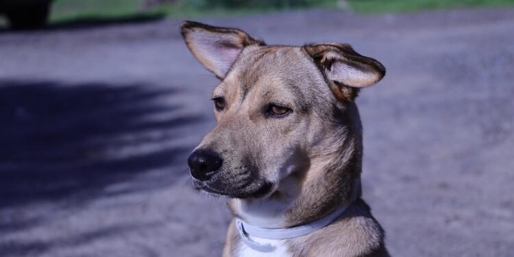 The Ultimate Guide to Metal Dog Collars: Stylish, Durable, and Safe Options for Your Pup