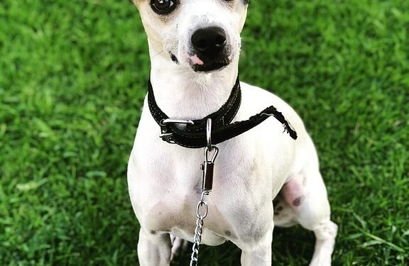 Stylish Pup: Elevate Your Dog’s Look with Designer Dog Collars