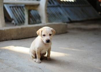 Unlock Your Dog’s Potential with Free Local Training Near You!