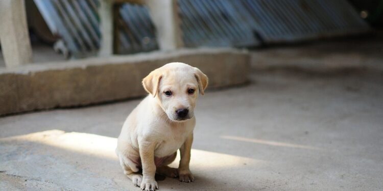 Unlock Your Dog’s Potential with Free Local Training Near You!