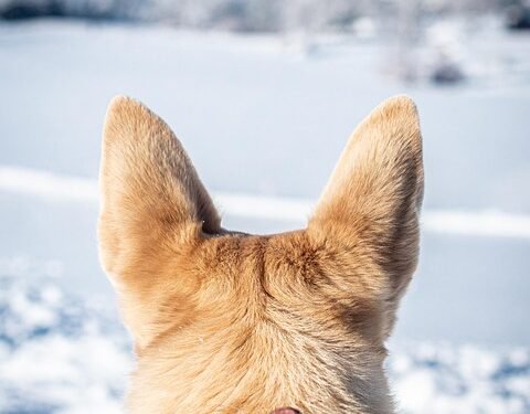 Pawsitively Stylish: The Ultimate Guide to Customized Dog Collars