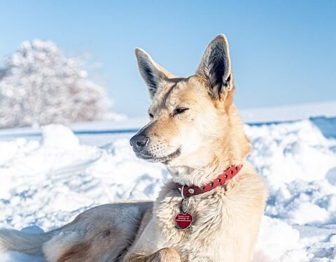 Personalized Pup: The Perfect Dog Collar with Name for Your Furry Friend
