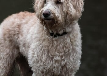 Unleash Your Style: The Ultimate Guide to Dog Chains for Fashionable Pets