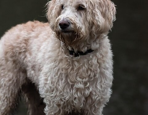 Unleash Your Style: The Ultimate Guide to Dog Chains for Fashionable Pets