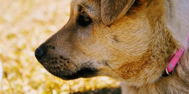 Pawsitively Unique: The Ultimate Guide to Personalized Dog Collars