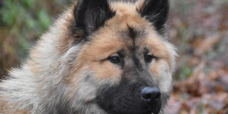 The Ultimate Style Statement: Leather Dog Collars for Fashionable Pups