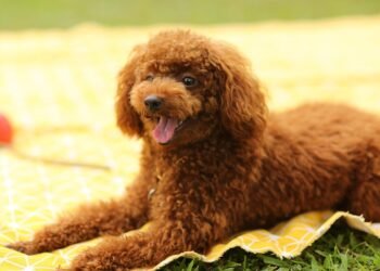 Unleash Your Dog’s Potential: Join the Top-Rated Training Camp Near You Today!