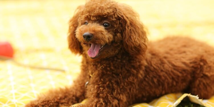 Unleash Your Dog’s Potential: Join the Top-Rated Training Camp Near You Today!