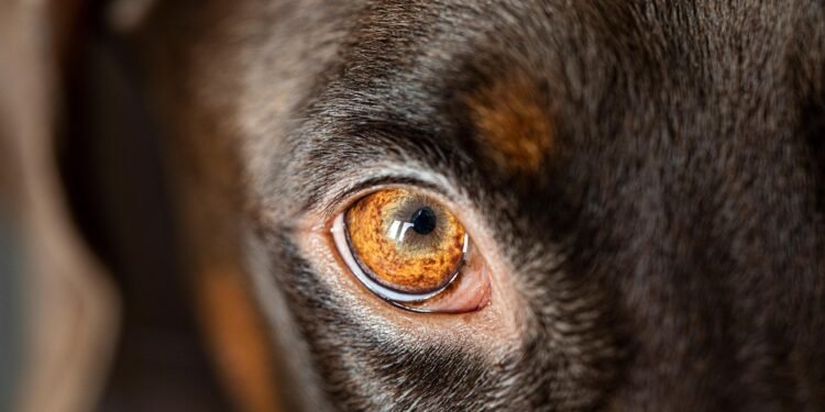 Paw-sitive Education: Unleashing Your Dog’s Potential at a Top-Rated School Near You