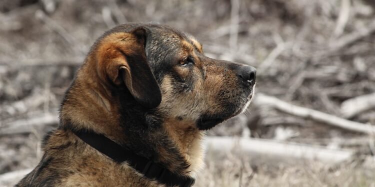 Pamper Your Pup: The Ultimate Guide to Designer Dog Collars