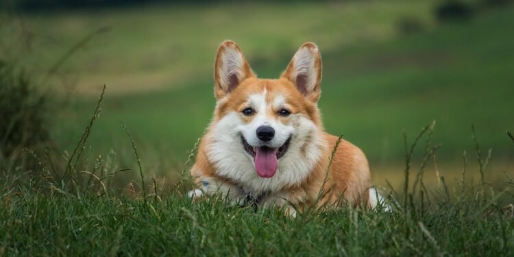 Cozy Canine Couture: Stylish Sweaters for Petite Pooches