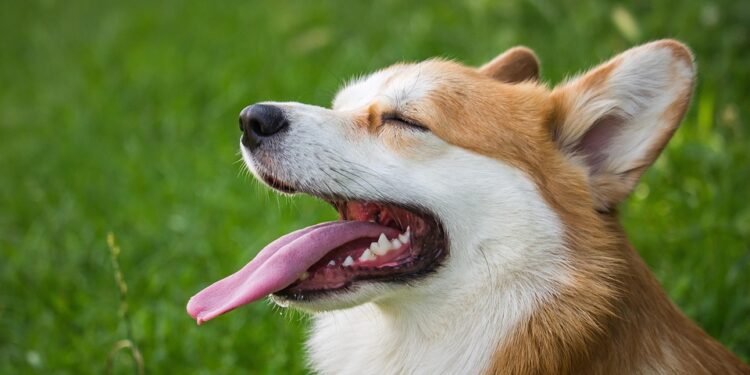 Pampered Pooches: Stylish and Cozy Dog Sweaters for Every Season