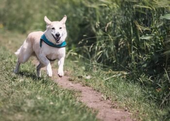 Pawsitively Perfect: Unleash Your Dog’s Potential at Our Training Camp Near You!