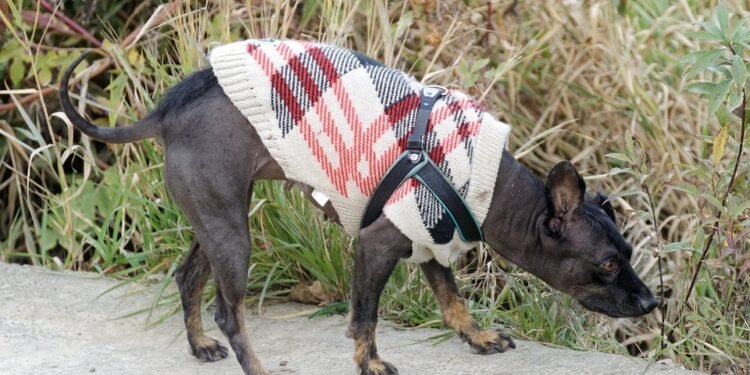 Cozy Canines: Stylish Sweaters for Petite Pooches
