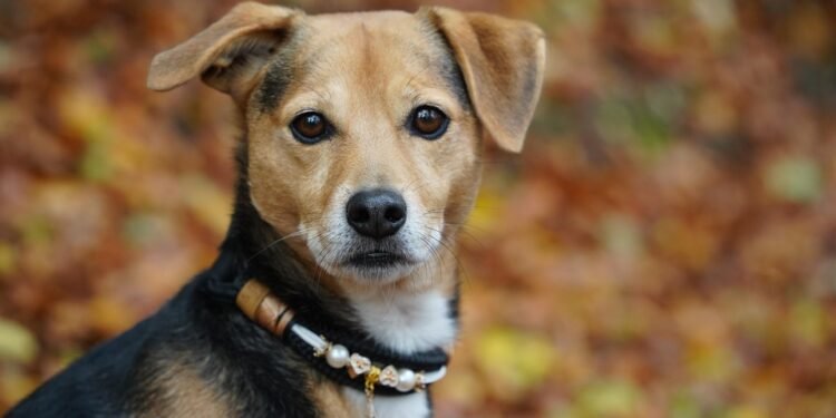 Paw-sitively Pawsome: The Ultimate Guide to Personalized Dog Collars