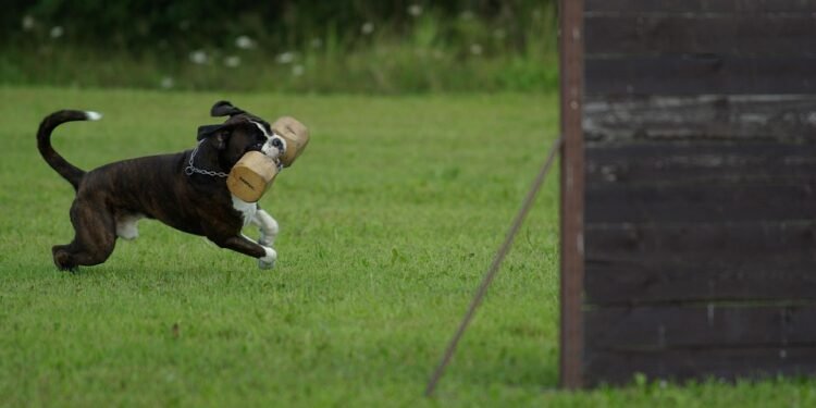 Unleash Your Dog’s Potential: Find the Best Dog School Near You