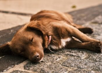 Mastering Canine Aggression: Find Top-rated Dog Training Near Me