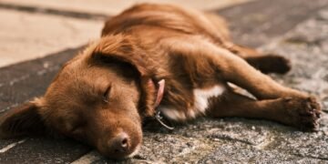 Mastering Canine Aggression: Find Top-rated Dog Training Near Me