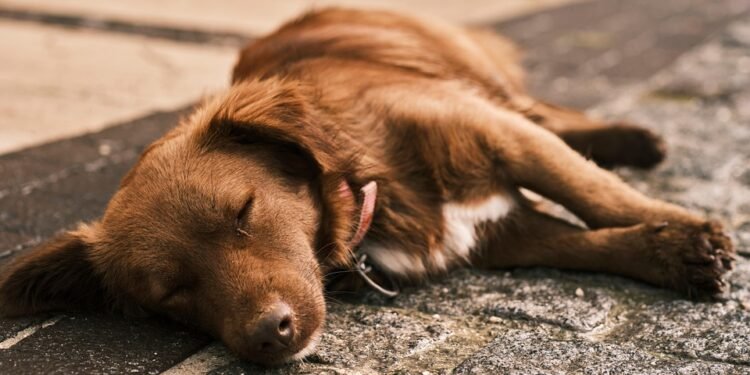 Mastering Canine Aggression: Find Top-rated Dog Training Near Me