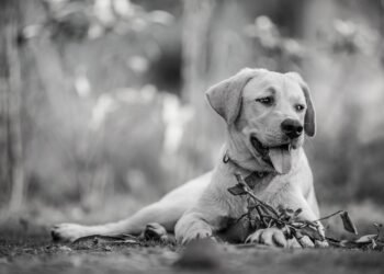 Unleashing Potential: The Power of Dog Socialization Classes