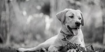 Unleashing Potential: The Power of Dog Socialization Classes