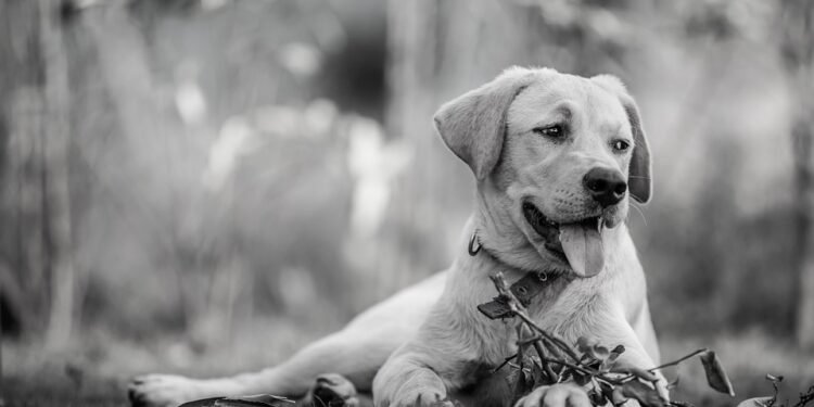 Unleashing Potential: The Power of Dog Socialization Classes