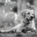 Unleashing Potential: The Power of Dog Socialization Classes