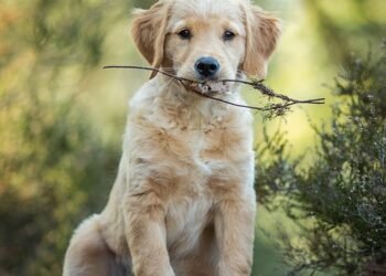 Find Your Furry Friend’s Calling: Therapy Dog Training Near You