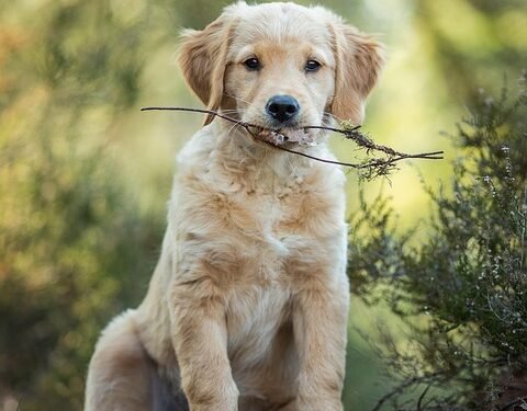 Find Your Furry Friend’s Calling: Therapy Dog Training Near You
