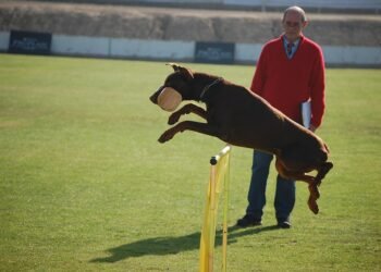 Pawsitively Affordable: Unleashing Your Dog’s Potential with Budget-Friendly Training Techniques