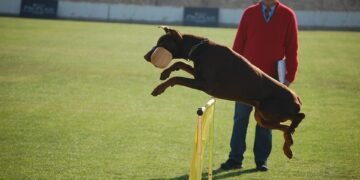 Pawsitively Affordable: Unleashing Your Dog’s Potential with Budget-Friendly Training Techniques