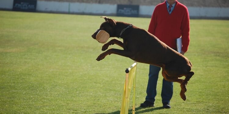 Pawsitively Affordable: Unleashing Your Dog’s Potential with Budget-Friendly Training Techniques