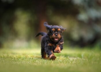 Budget-Friendly Pup Training: A Tail-Wagging Investment in Your Canine Companion
