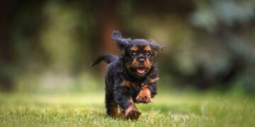 Budget-Friendly Pup Training: A Tail-Wagging Investment in Your Canine Companion