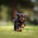 Budget-Friendly Pup Training: A Tail-Wagging Investment in Your Canine Companion