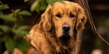 The Ultimate Guide to Finding the Best Dog-Friendly Walking Trails Near You