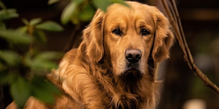 The Ultimate Guide to Finding the Best Dog-Friendly Walking Trails Near You