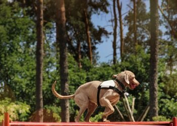 Unlock Your Dog’s Potential with Free Training Near Me!