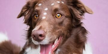 Unlock Your Dog’s Potential with Free Training Near Me