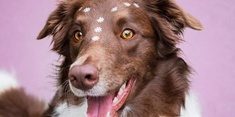 Unlock Your Dog’s Potential with Free Training Near Me