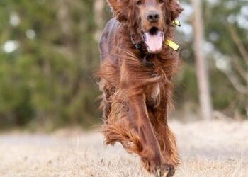 Master Your Pup: Unleash Your Dog’s Potential at Our Local Training Camp