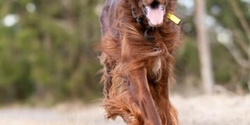 Master Your Pup: Unleash Your Dog’s Potential at Our Local Training Camp