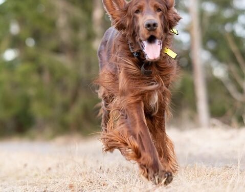 Master Your Pup: Unleash Your Dog’s Potential at Our Local Training Camp