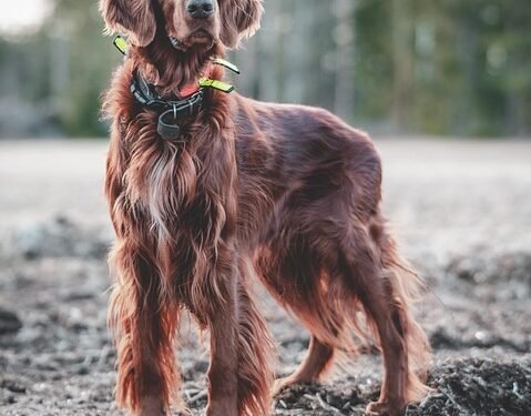 Unleash Your Dog’s Potential: Find the Best Dog Training Schools Near You