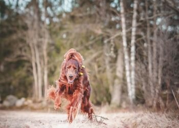Unleash Your Dog’s Potential: Find the Best Dog School Near Me Today!
