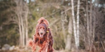 Unleash Your Dog’s Potential: Find the Best Dog School Near Me Today!