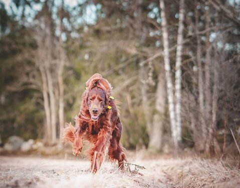 Unleash Your Dog’s Potential: Find the Best Dog School Near Me Today!